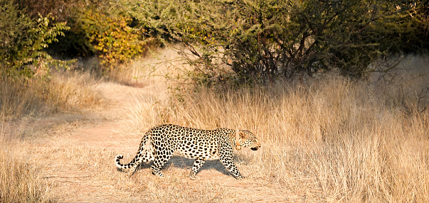 Cheetah (Acinonyx jubatus) female walking in the first light of the day in the red dunes of the Kgalagadi Transfrontier Park in South Africa