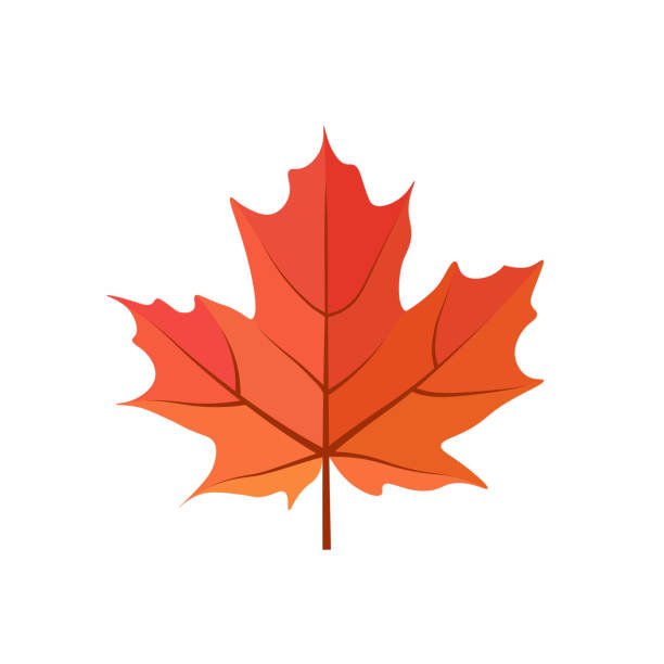 白い背景にカエデの木の赤い葉の漫画のベクトルイラスト。カナダ国旗赤葉隔離イラスト。 - maple leaf leaf autumn single object点のイラスト素材／クリップアート素材／マンガ素材／アイコン素材