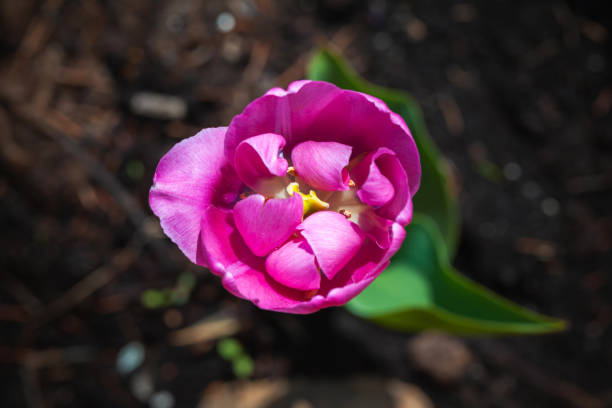 розовый цветок тюльпана макро фото, вид сверху - bud flower tulip flowers стоковые фото и изображения