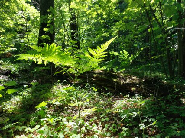 istock Sunny day in the forest 1405625568