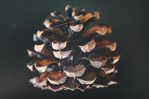 A macro shot of pine cone side view.