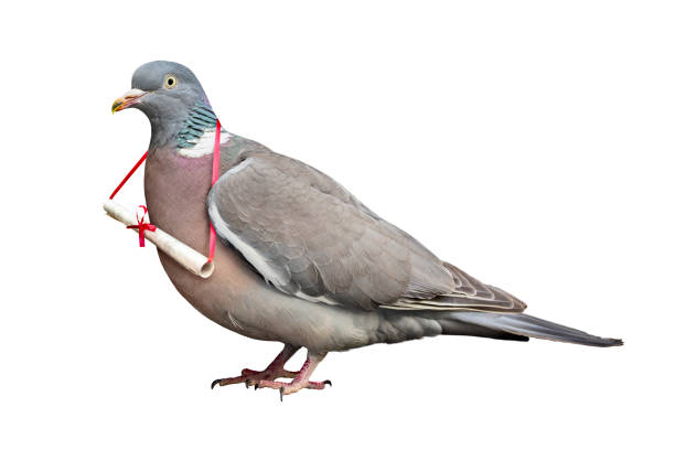 Carrier pigeon carrying and delivering mail message stock photo
