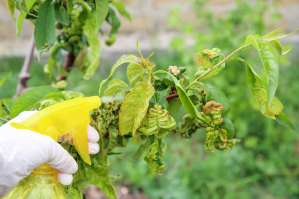 Peach leaves are affected by fungus. Curly peach leaves. Spraying the garden from diseases and pests. Peach leaves are affected by fungus Curly peach leaves.  Spraying the garden from diseases and pests. herbicide stock pictures, royalty-free photos & images