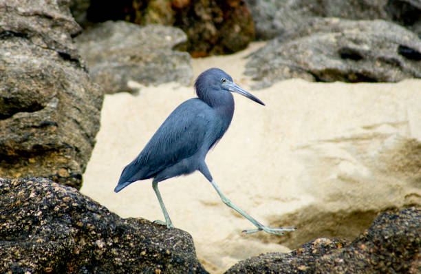 Little blue heron (Egretta caerulea) walking on Pauba  beach, Brazil