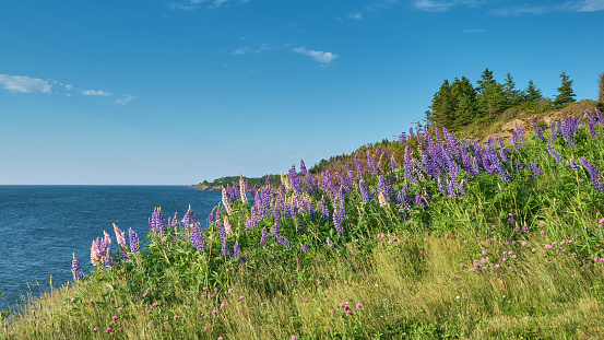 Wild lupins, Lupinus leguminosae, abound in late spring and summer in nova scotia.  These were photographed near the shore of South Bar Nova Scotia.