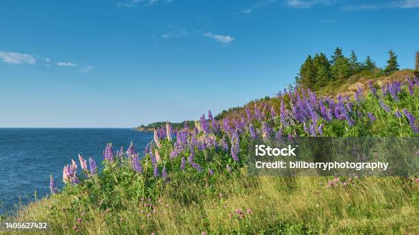 Wild Lupins Nova Scotia Stock Photo - Download Image Now - Nova Scotia, Springtime, Canada