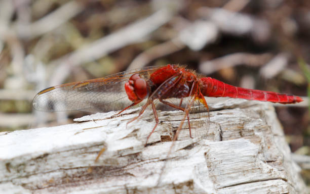 istock Scarlet Darter Dragonfly (Crocothemis erythraea) Male 1405628588