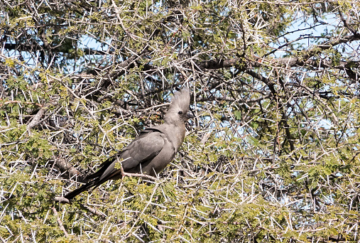 Grey go-away-bird (Corythaixoides concolor) at Etosha National Park in Kunene Region, Namibia