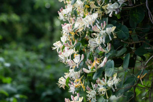 fond de fleurs de caprifoli blanches, jaunes et roses. caprifoliaceae. photo de voyage, mise au point sélective, arrière-plan flou. - honeysuckle pink photos et images de collection