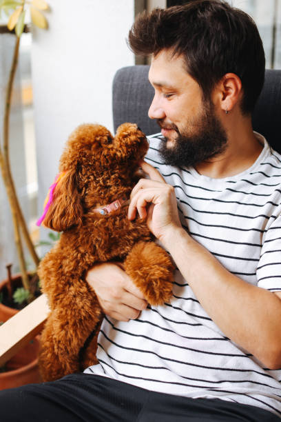 istock Toy poodle dog having cuddle time with young man 1405629382