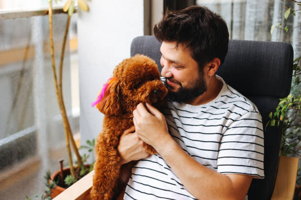 istock Toy poodle dog having cuddle time with young man 1405629513