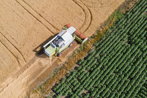 istock Combine harvester harvests ripe wheat 1405630972