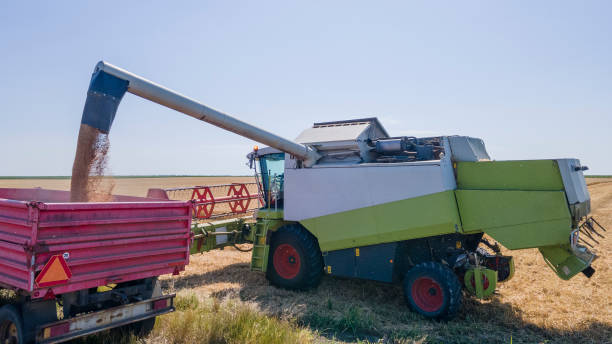 istock Overloading grain harvester in tractor trailer tank 1405631050