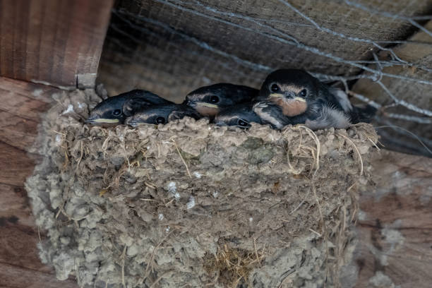 istock Five Swallows in a Nest in a Shed, County Wicklow 1405634658