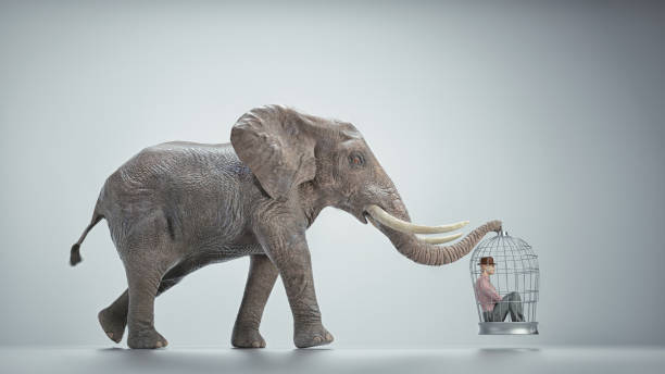 istock Elephant carries a bird cage with a man inside. 1405634811