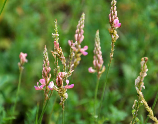 istock Pink flowers sainfoin 1405634837