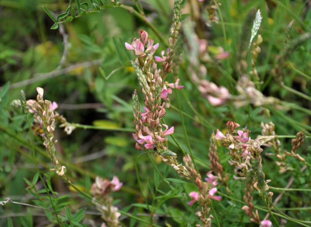 istock Pink flowers sainfoin 1405634847
