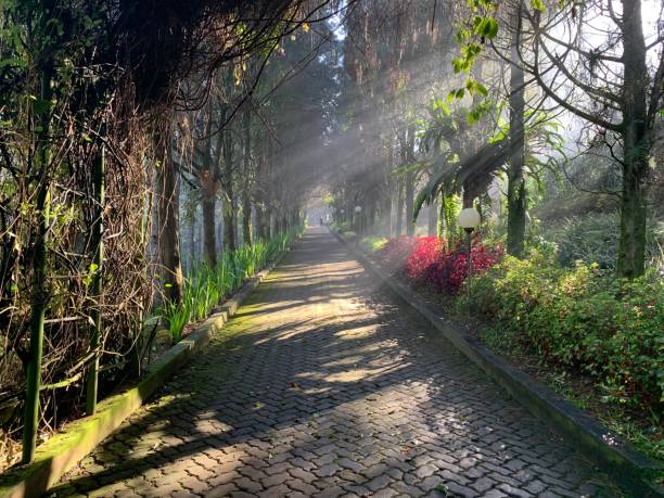 istock Path in the forest in the morning 1405634947