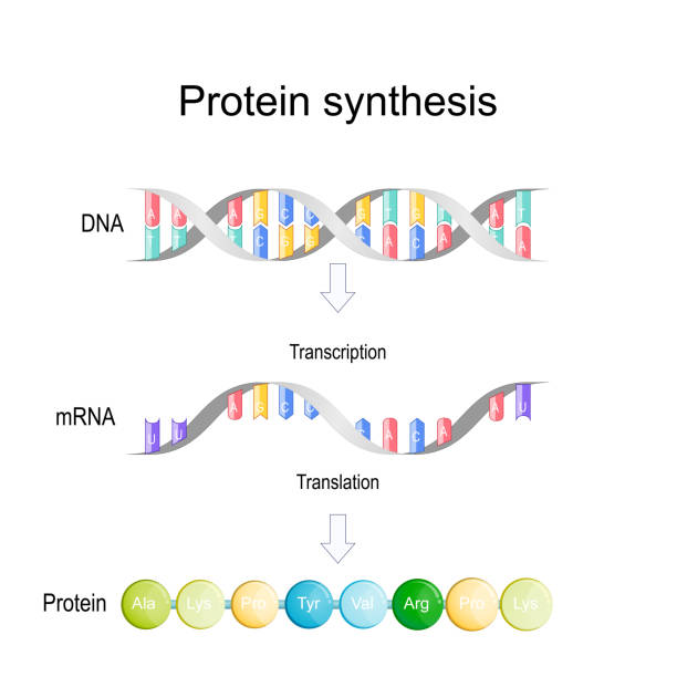 transcription and translation. Protein synthesis. transcription and translation. Protein synthesis. During transcription a section of DNA converted into a mRNA. mRNA is read by ribosomes which determine the sequence of amino acids in protein. Vector illustration medical transcription stock illustrations