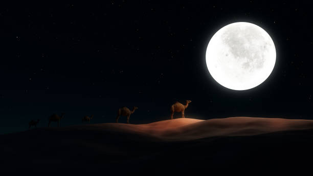 Camels in the desert at night with full moon. Camels standing on the desert with full moon and star night scene.3D rendering realistic nature conceptual. camel train stock pictures, royalty-free photos & images