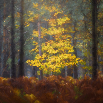 Digital painting of golden autumnal fall tree and leaf colours at Birches Valley, Cannock Chase in Staffordshire during autumn.