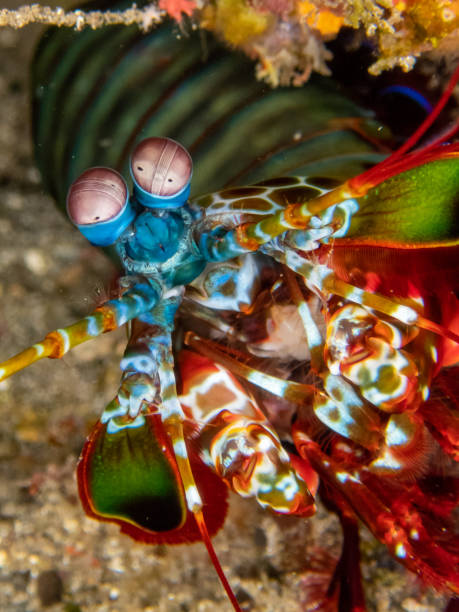 istock Curious Mantis shrimp in Reunion island 1405636168