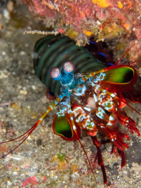 istock Curious Mantis shrimp in Reunion island 1405636169