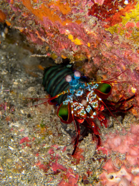 istock Curious Mantis shrimp in Reunion island 1405636178