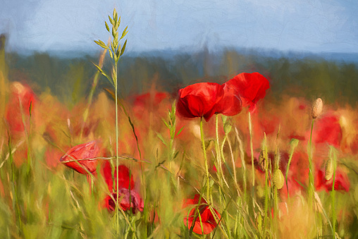 Digital painting of red poppies in a meadow at sunset in the peak District National Park, UK