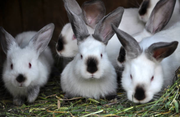 istock Young rabbits Californian breed 1405636497