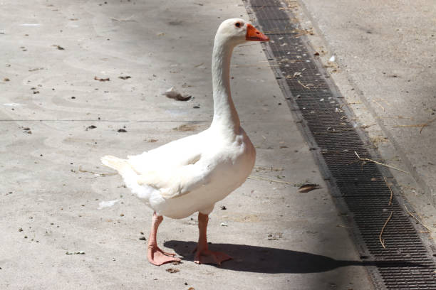 White goose feathers are beautiful.