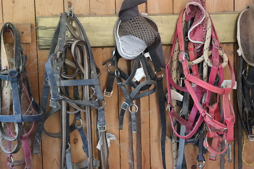 bridles for horses hanging in the barn