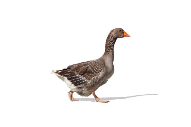 istock colorful backyard goose bird- 1405636604