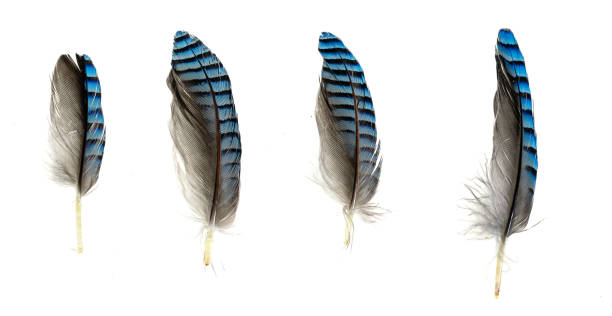 istock blue with black striped jay feather on white isolated background 1405637383