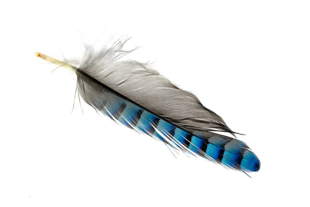 istock blue with black striped jay feather on white isolated background 1405637384