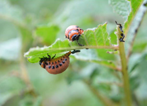 istock On potatoes - Colorado potato beetle larvae 1405637651