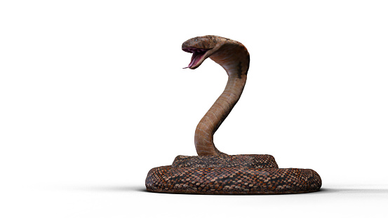3D rendering realistic cobra snake coil pose and open mouth on the white floor.