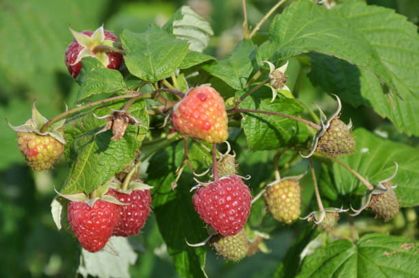 istock Fruits of raspberry on a bush branch 1405639044