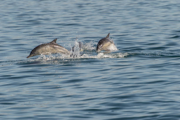 istock Active Dolphins in the Bay 1405639121