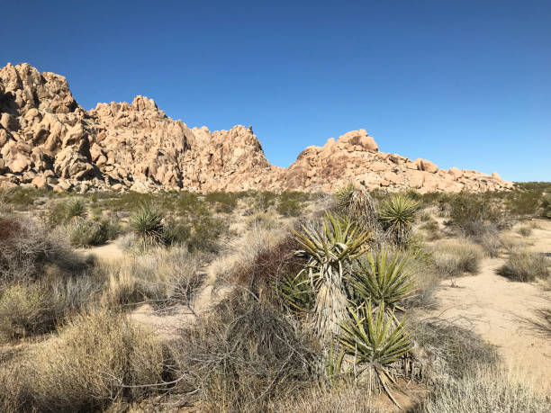 istock Joshua Tree California 1405639206