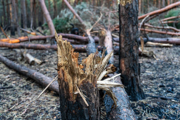 istock Broken trees in the forest after bombing or shelling. Shrapnel marks on the trunks of burnt pines. The war in Ukraine. Invasions of the Russian army in Ukraine near Mykolaiv. 1405641703