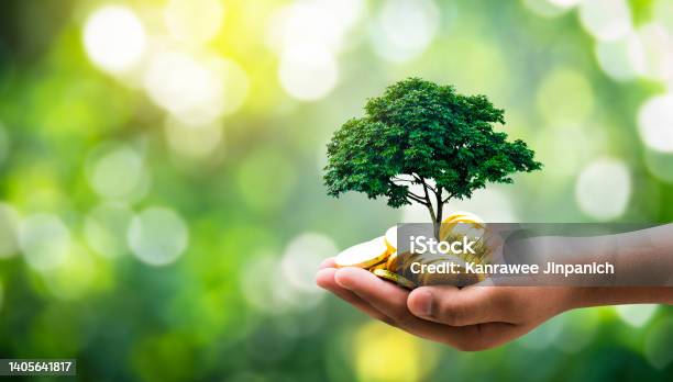 Hand Hold The Tree Planted Grows On The Pilesaving Money For The Futureinvestment Ideas And Business Growth The Renewable Enwergy Nand Concept Environment Sustainable Development Stock Photo - Download Image Now