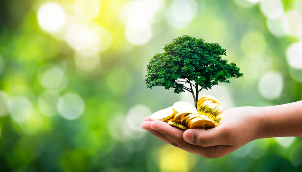 hand hold the tree planted grows on the pile,saving money for the future,investment ideas and business growth the renewable enwergy "nand concept environment sustainable development. - silver medal medal coin silver imagens e fotografias de stock