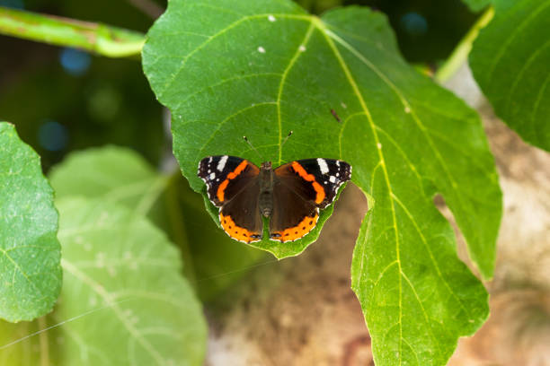 Admiral butterfly sitting on the green leaf.