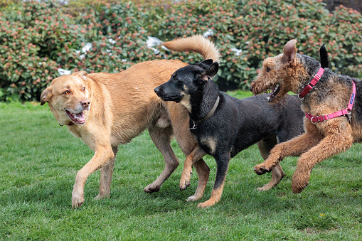 A group of dogs playing and running at a dog park