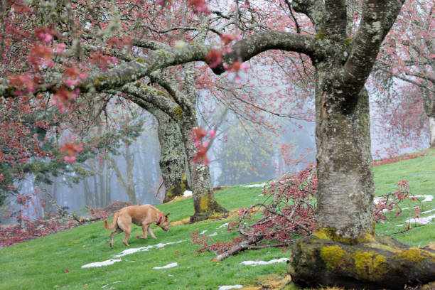 A dog and cherry trees at Portland's Council Crest Park. Council Crest Park is a hilltop park located in Southwest Portland. It has a large off leash dog park area