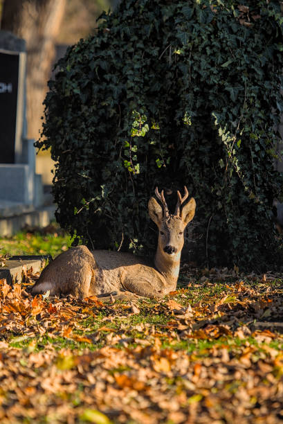 istock Wild sunbathes at the Central Cemetery 1405645297