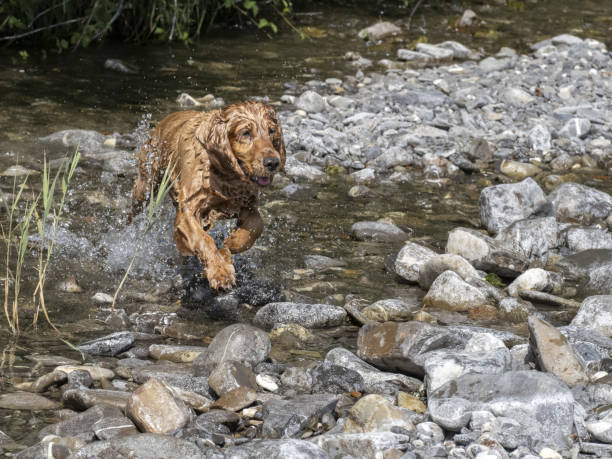 istock english cocker spaniel playing in the river 1405645875