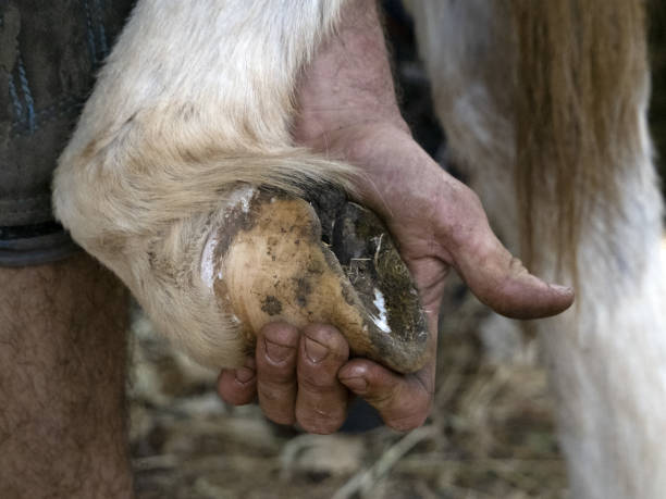 istock Blacksmith shoeing a donkey and cleaning hoof 1405645938