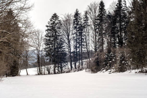 istock wintry landscape with a row of trees 1405646058